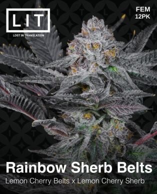 Rainbow Sherb Belts (feminized) - Lit Farms