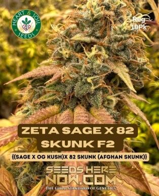 (zeta S.a.g.e. X 82 Skunk) F2 (regular) - Heart & Soil Seeds