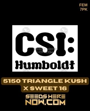 5150 Triangle Kush X Sweet 16 (feminized) - Csi Humboldt