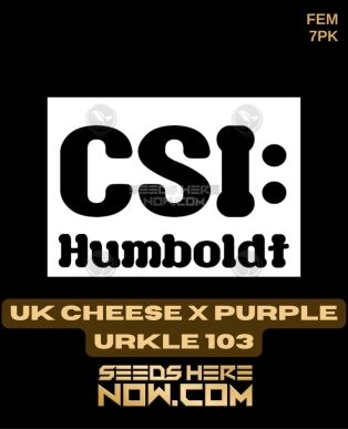 Uk Cheese X Purple Urkle 103 (feminized) - Csi Humboldt