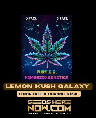Lemon Kush Galaxy (feminized) - Pure Xx
