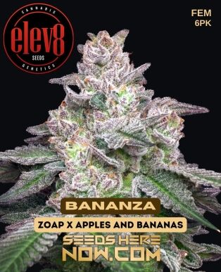Bananza (feminized) - Elev8 Seeds