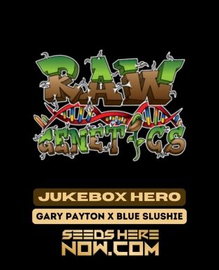 Jukebox Hero (feminized) - Raw Genetics