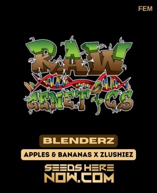 Blenderz (feminized) - Raw Genetics