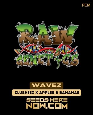 Wavez (feminized) - Raw Genetics