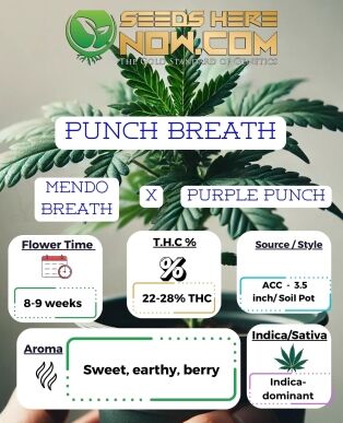 Punch Breath Clones - Acc