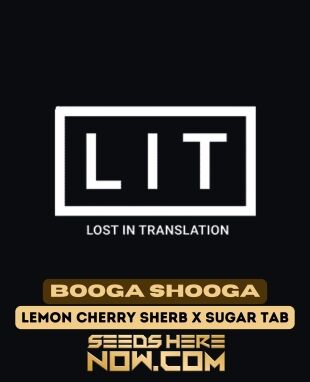 Booga Shooga (feminized) - Lit Farms