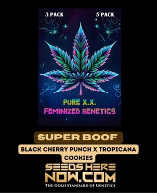 Super Boof (feminized) - Pure Xx