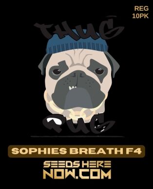 Sophies Breath F4 (regular) - Thug Pug Genetics