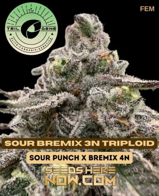 Trilogene Seeds - Sour Bremix 3n Triploid {fem}