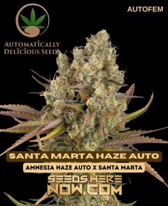 Automatically Delicious - Santa Marta Haze Auto {autofem}