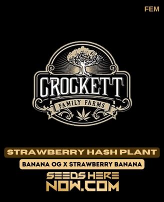 Crockett Family Farms - Strawberry Hash Plant {fem} [6pk]