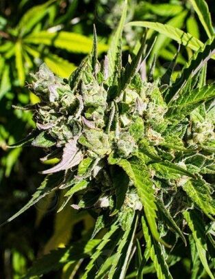 Aficionado-seeds-white-cherry-truffle_4c33fce7-5efc-442e-be34-d62e59b87091.jpg