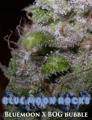 Bog-seeds-blue-moon-rocks_c49a2a3b-8eca-4a98-8688-695bc87d33a7.jpg