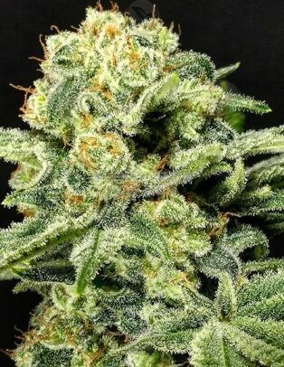 Dominion-seed-company-helenaheadband-x