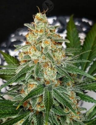 Dominion-seed-company-kough-drop
