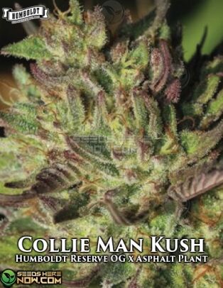Collie Man Kush (regular) - Humboldt Seed Company