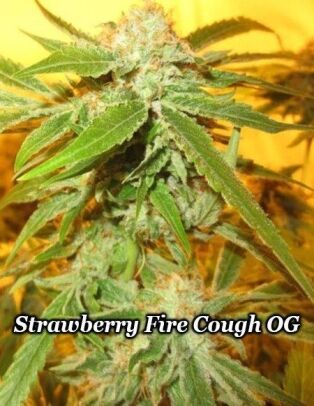Relentless-genetics-strawberry-fire-cough-og_8acf80ec-d3b1-4662-a9a1-b313ff949680.jpg