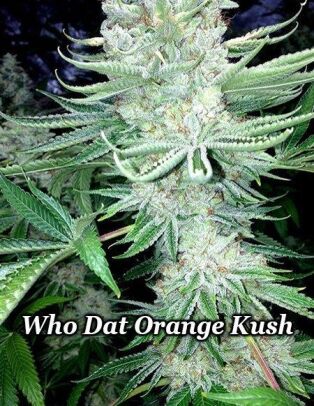Relentless-genetics-who-dat-orange-kush_52abf63e-679c-4775-88c5-57600d8397d2.jpg