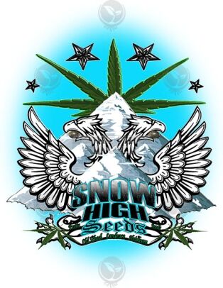 Pablos Lemon Thai (regular) - Snow High Seeds