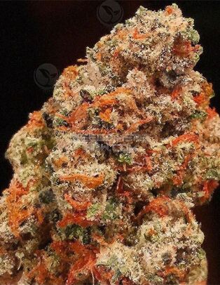 Green Ribbon Bx3 (regular) - Exotic Genetix