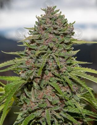 Summer Sunset Og (regular) - Massive Seeds