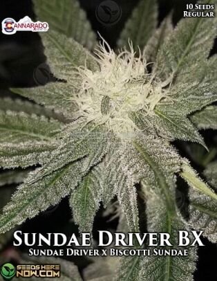 Sundae Driver Bx (regular) - Cannarado Genetics