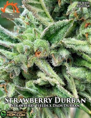 Strawberry Durban (regular) - Massive Seeds