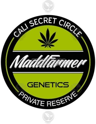 5 Wicked Celts (regular) - Maddfarmer Genetics