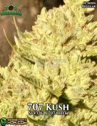707-seed-bank-707-kush