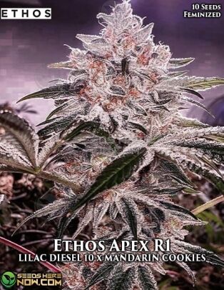 Ethos Apex R1 (feminized) - Ethos Genetics
