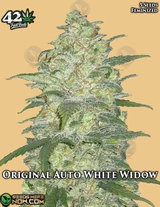 Original Auto White Widow (autoflower) - Fast Buds