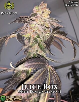 Juice Box (feminized) - James Loud Genetics