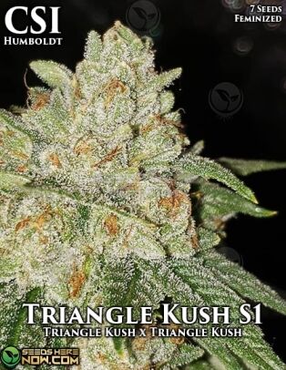 Triangle Kush S1 (feminized) - Csi Humboldt