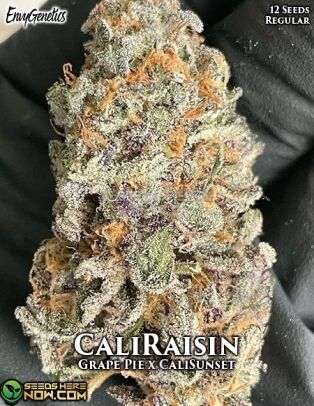 Caliraisin (regular) - Envy Genetics