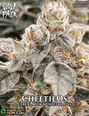 Cheetieos (feminized) - Wolfpack Selections