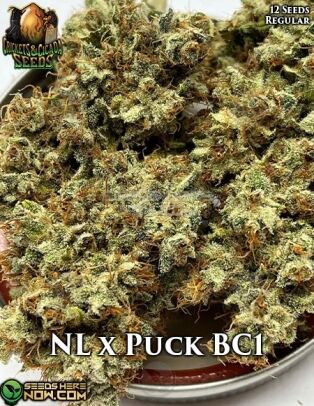 Nl X Puck Bc1 (regular) - Crickets and Cicada Seeds