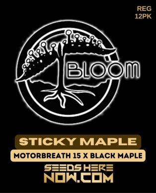 Sticky Maple (regular) - Bloom Seed Co.