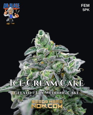 Ice Cream Cake S1 (feminized) - Dr. Blaze