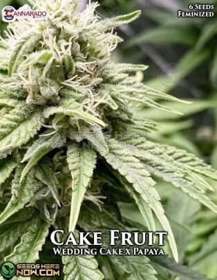 Cake Fruit (feminized) - Cannarado Genetics