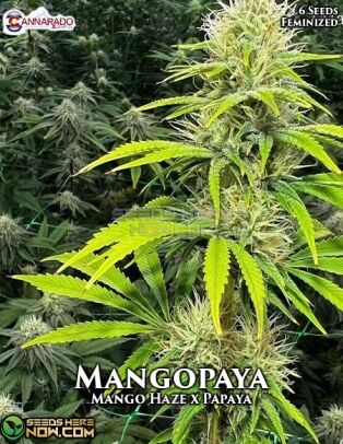 Mangopaya (feminized) - Cannarado Genetics