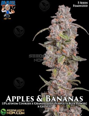 Apples and Bananas S1 (feminized) - Dr. Blaze