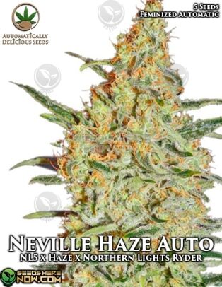 Neville Haze Auto (autoflower) - Automatically Delicious