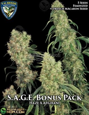 S.a.g.e. Bonus Pack (feminized) - T.h. Seeds