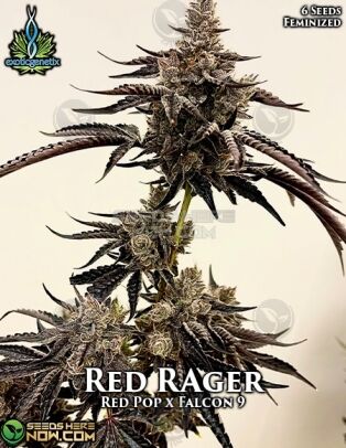 Red Rager (feminized) - Exotic Genetix