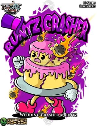 Runtz Crasher (feminized) - Nasha Genetics