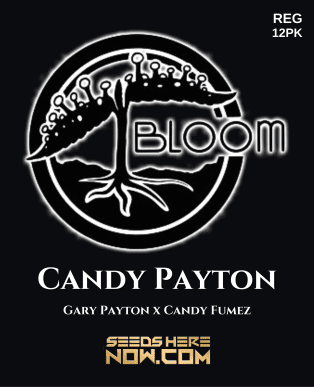 Candy Payton Reg} [12pk] (regular) - Bloom Seed Co.