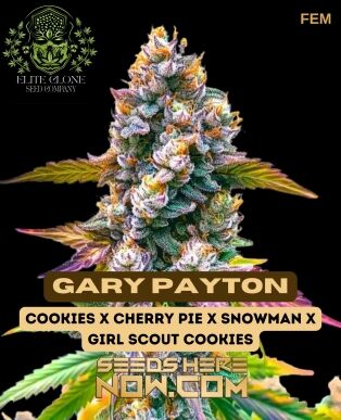 Gary Payton S1 (feminized) - Elite Clone Seed Company