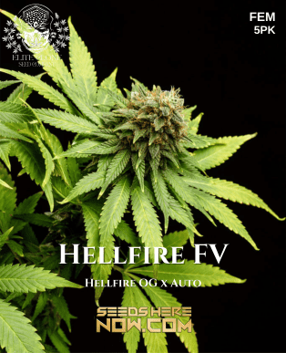 Hellfire Fv (feminized) - Turboflora Genetics
