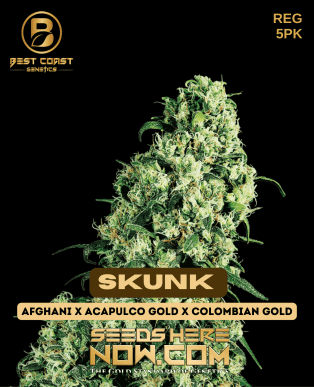 Skunk (regular) - Best Coast Genetics